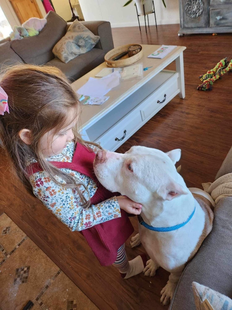 Canelo, a Adopted mixed breed in Newcastle, CA image 1/6