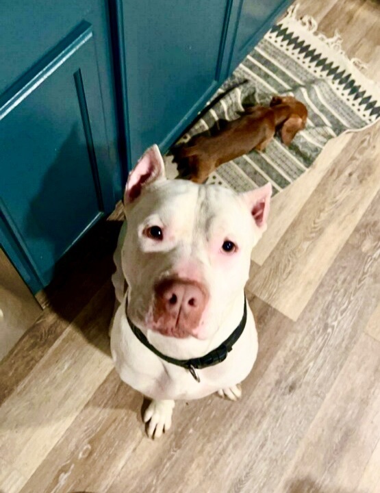 Canelo, a Adopted mixed breed in Newcastle, CA image 2/6