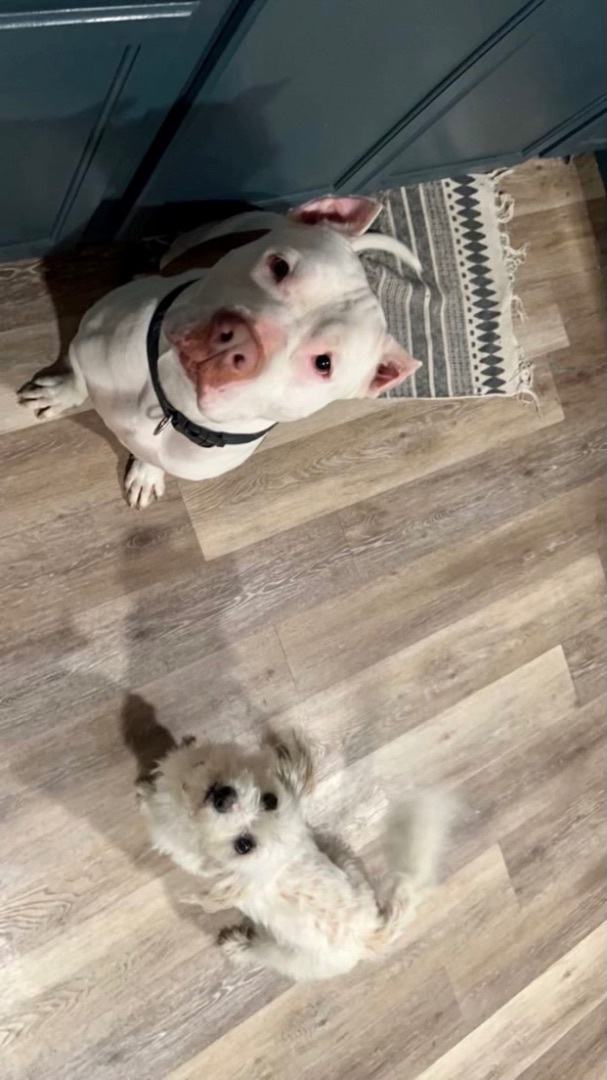 Canelo, a Adopted mixed breed in Newcastle, CA image 3/6