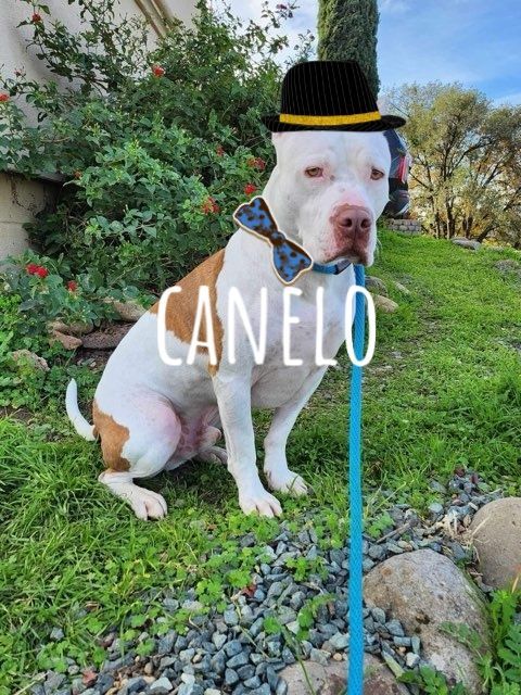 Canelo, a Adopted mixed breed in Newcastle, CA image 4/6