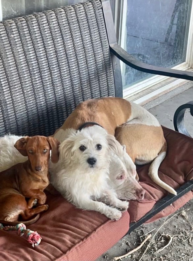 Canelo, a Adopted mixed breed in Newcastle, CA image 6/6