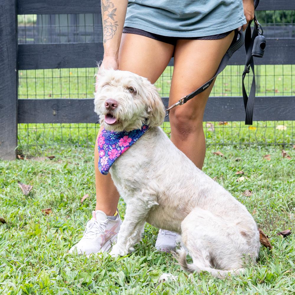 Lucy (Female) Available 8/23 Bonded pair with Maisy (her mother)