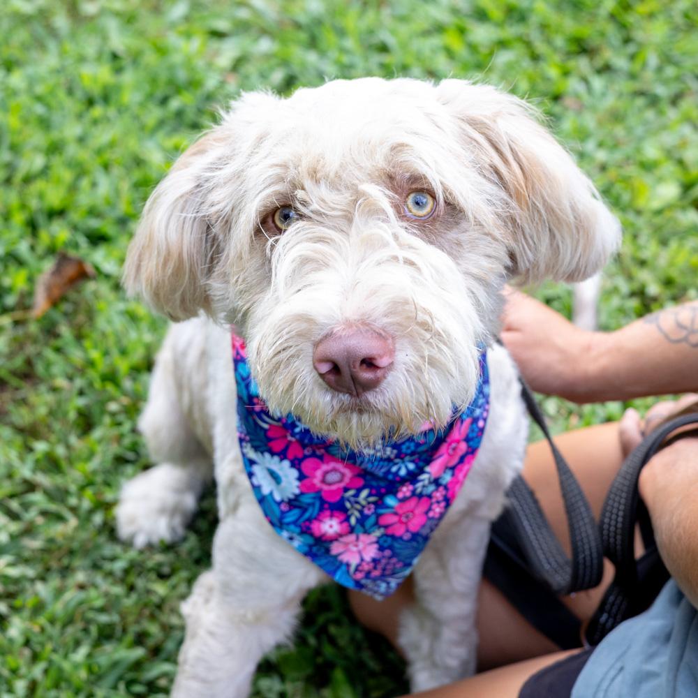 Lucy (Female) Available 8/23 Bonded pair with Maisy (her mother)