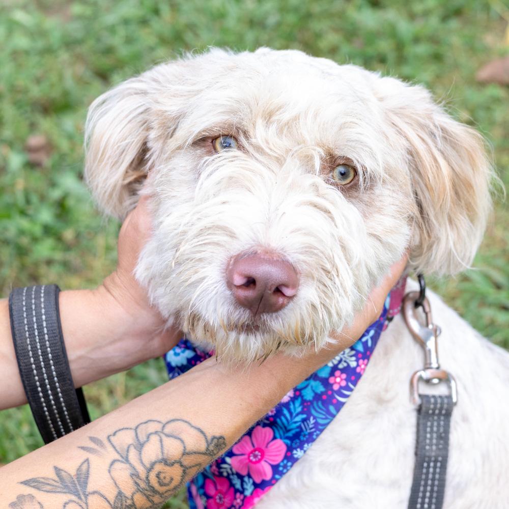 Lucy (Female) Available 8/23 Bonded pair with Maisy (her mother)