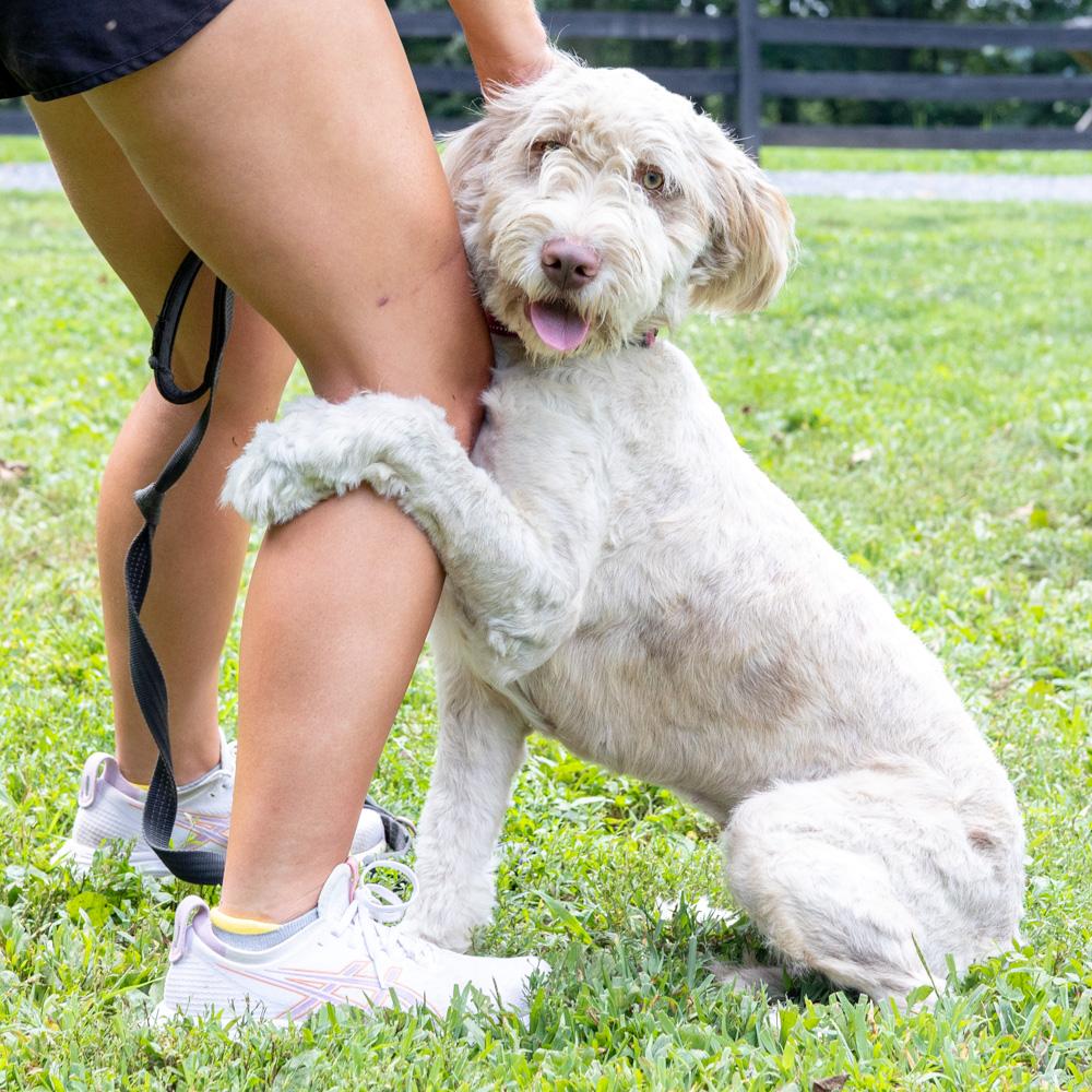 Lucy (Female) Available 8/23 Bonded pair with Maisy (her mother)