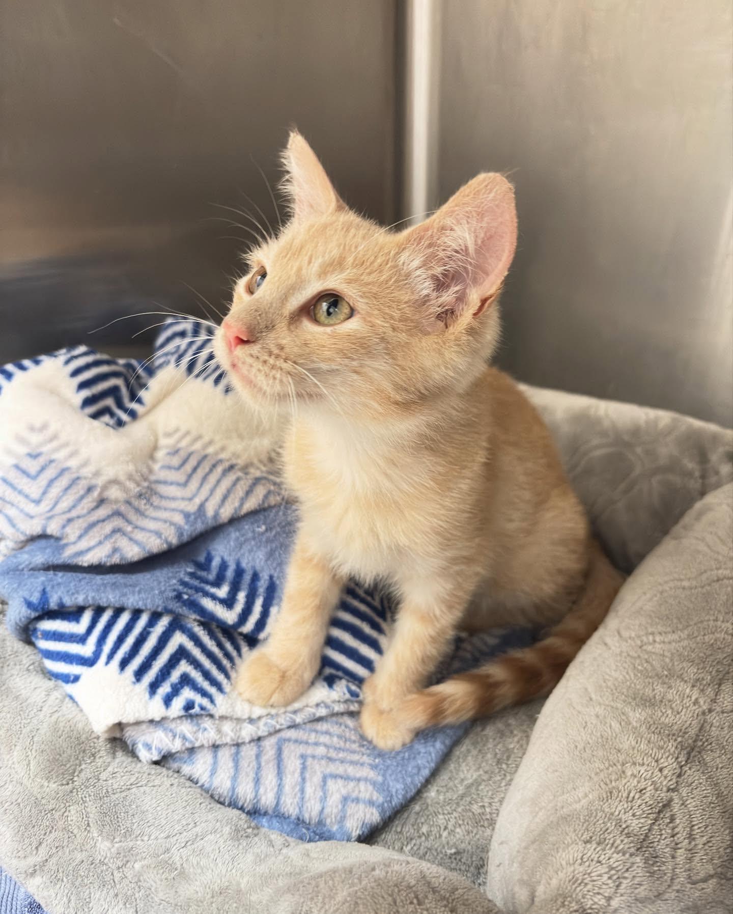 Howard, Adopted, Kitten Male Domestic Short Hair.
