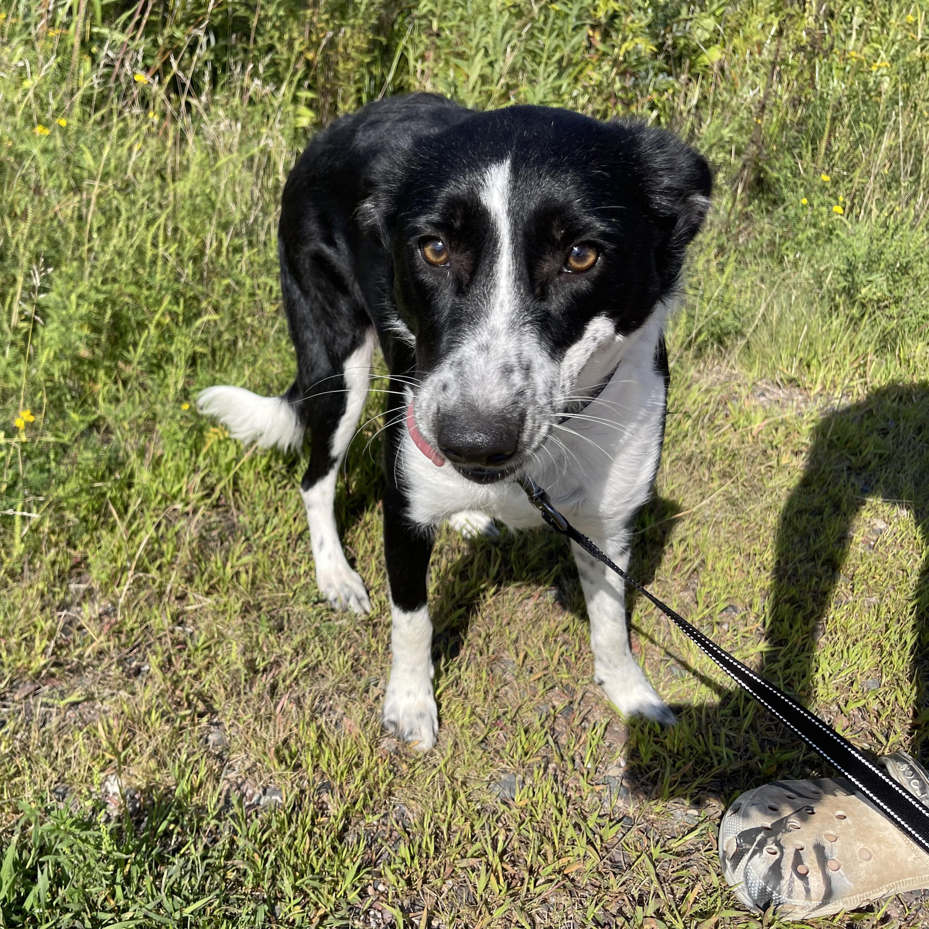 Alexa, an adoptable Border Collie, Collie in Winter, WI, 54896 | Photo Image 1