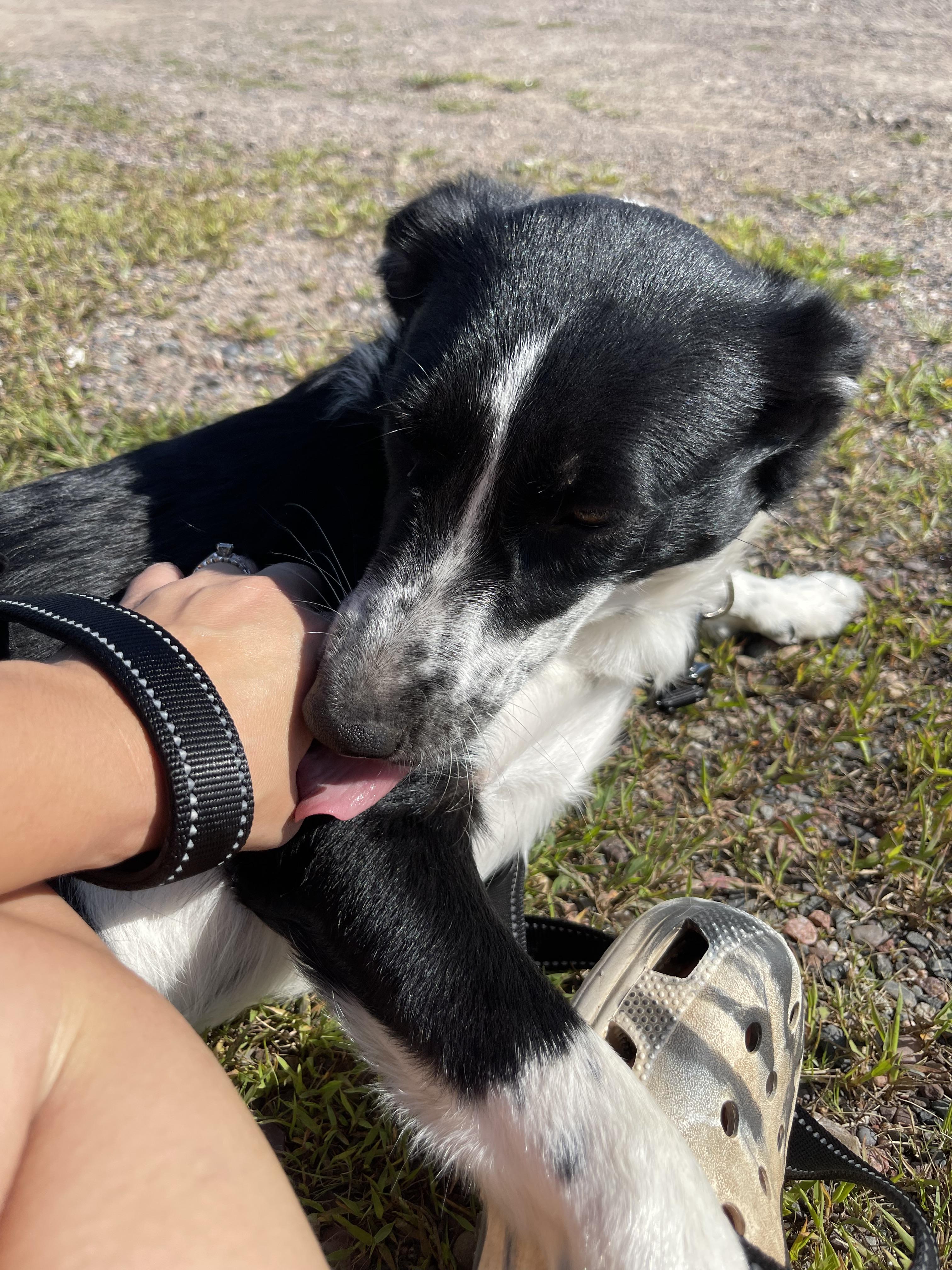 Alexa, an adoptable Border Collie, Collie in Winter, WI, 54896 | Photo Image 3