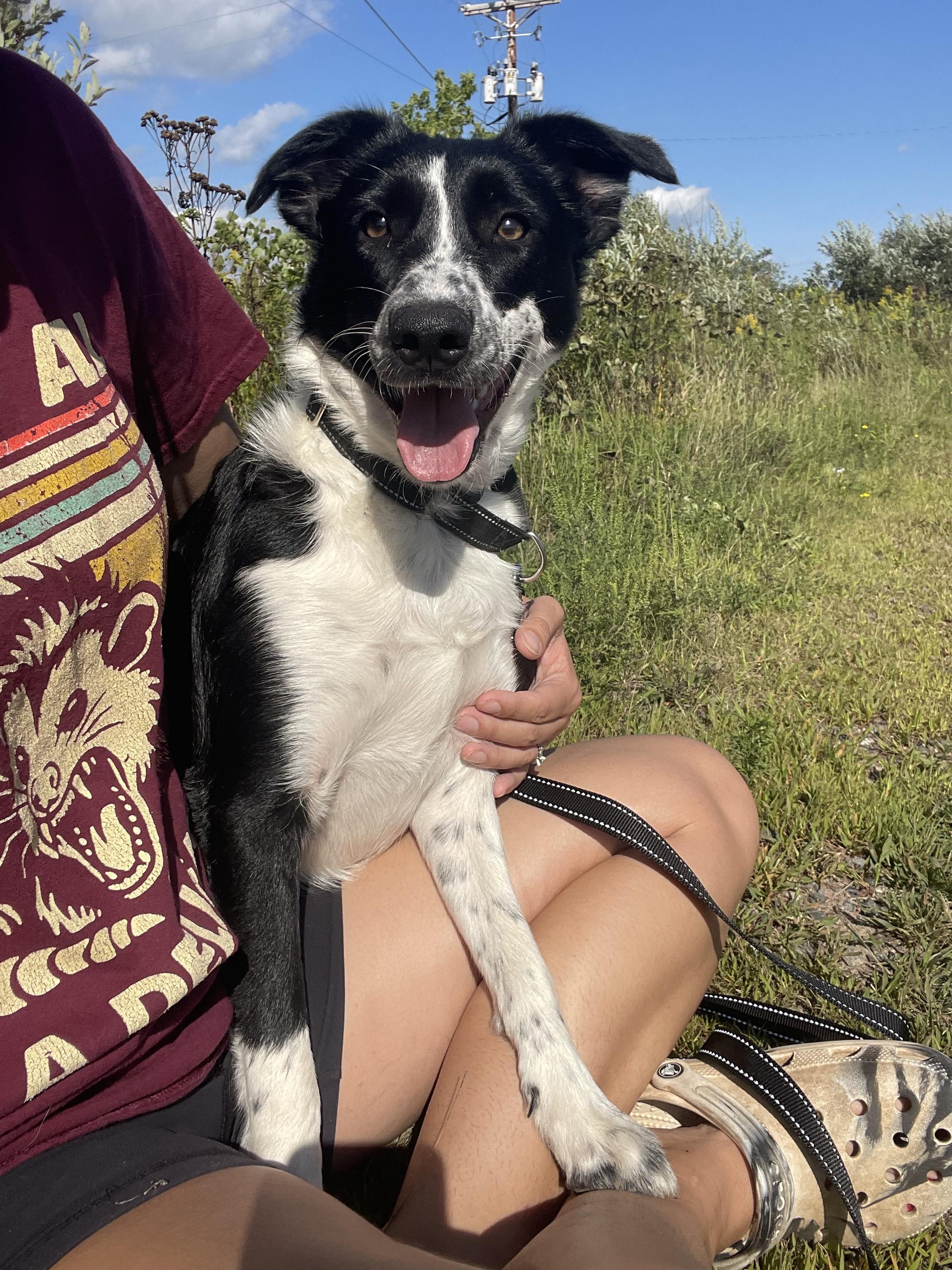 Alexa, an adoptable Border Collie, Collie in Winter, WI, 54896 | Photo Image 2