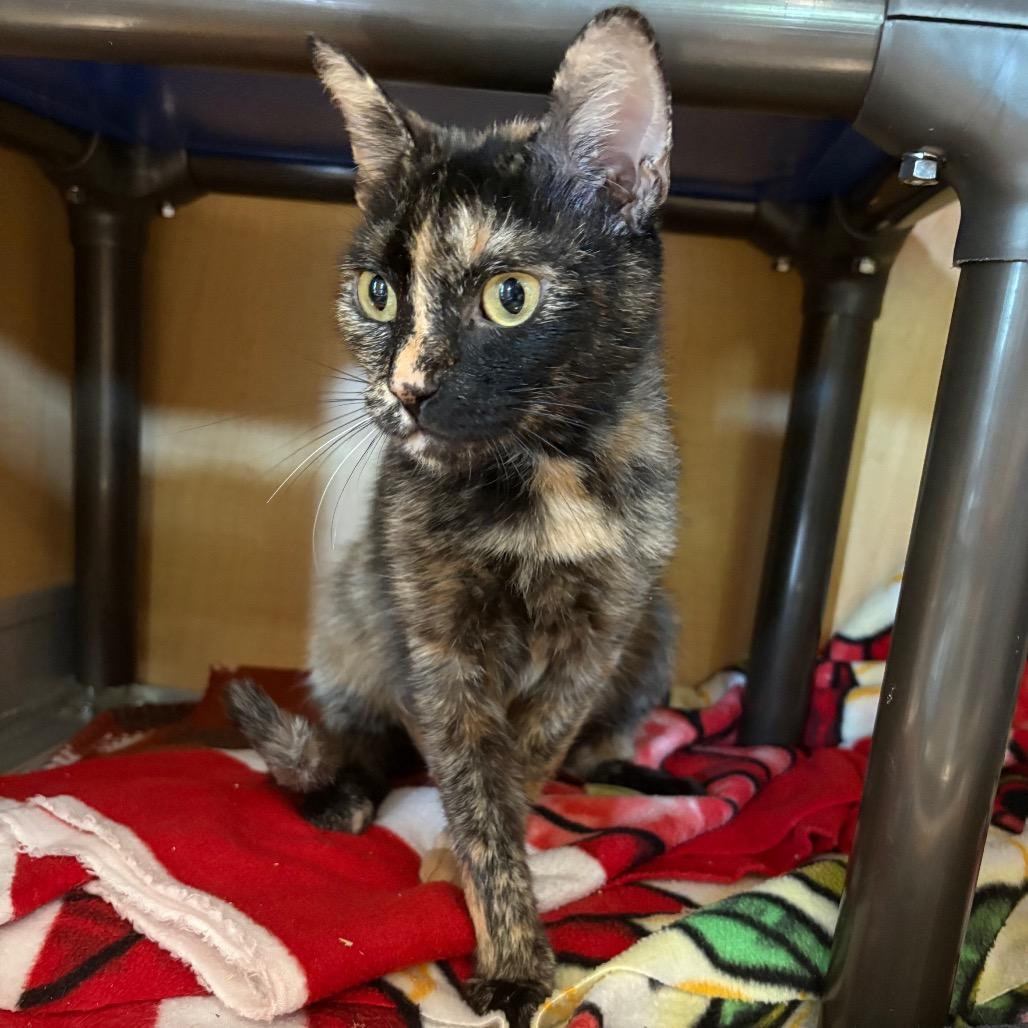 Enlarge Creole, a Adoptable mixed breed in Chesapeake, VA image 1/2