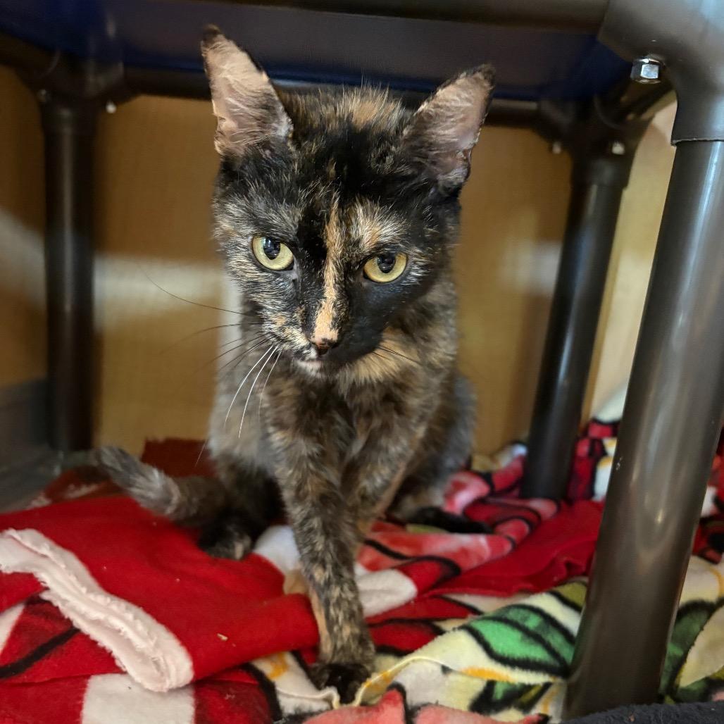 Enlarge Creole, a Adoptable mixed breed in Chesapeake, VA image 2/2