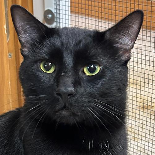 Max, an adopted Domestic Short Hair in Crystal Lake, IL image 1/5