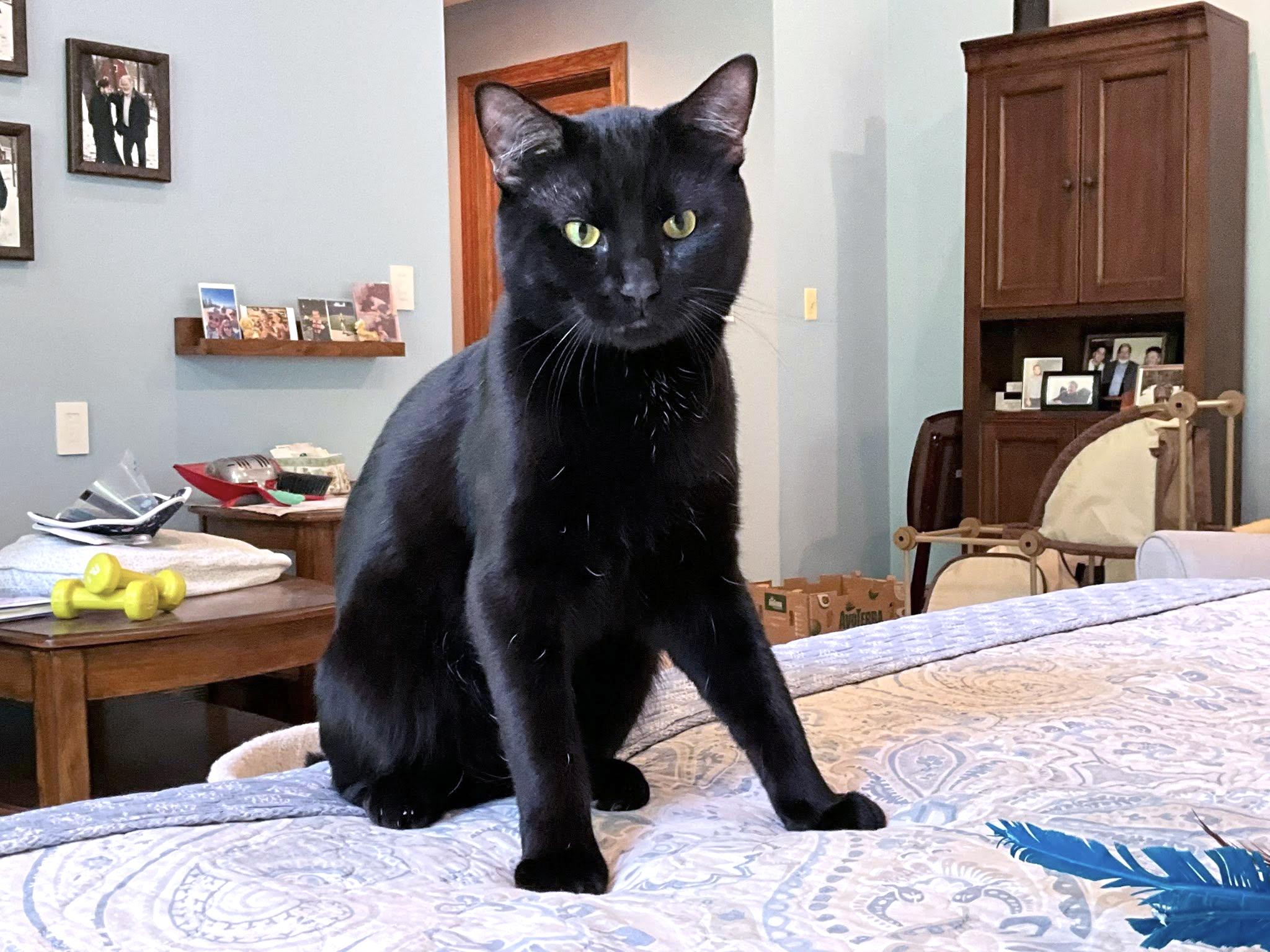 Max, an adopted Domestic Short Hair in Crystal Lake, IL image 5/5