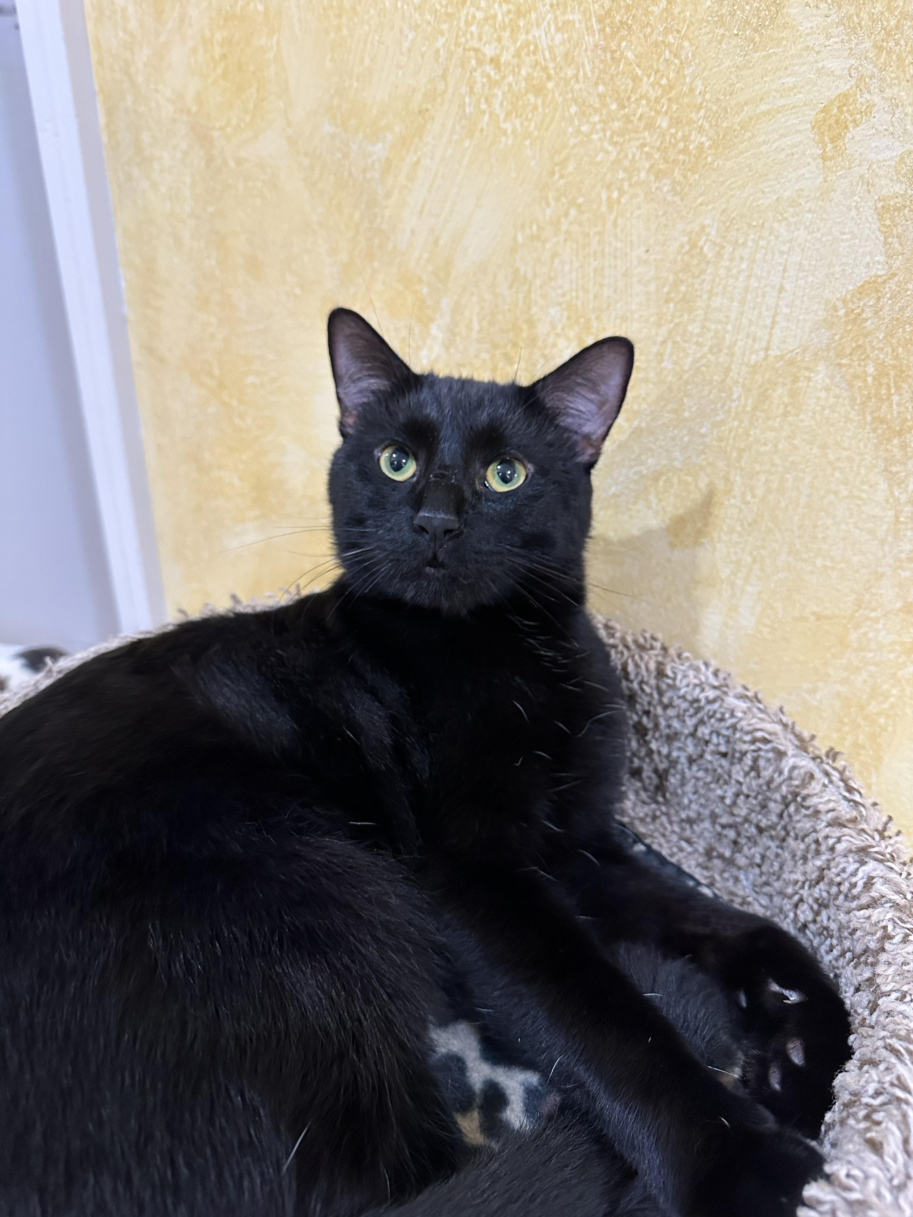 Max, an adopted Domestic Short Hair in Crystal Lake, IL image 3/5