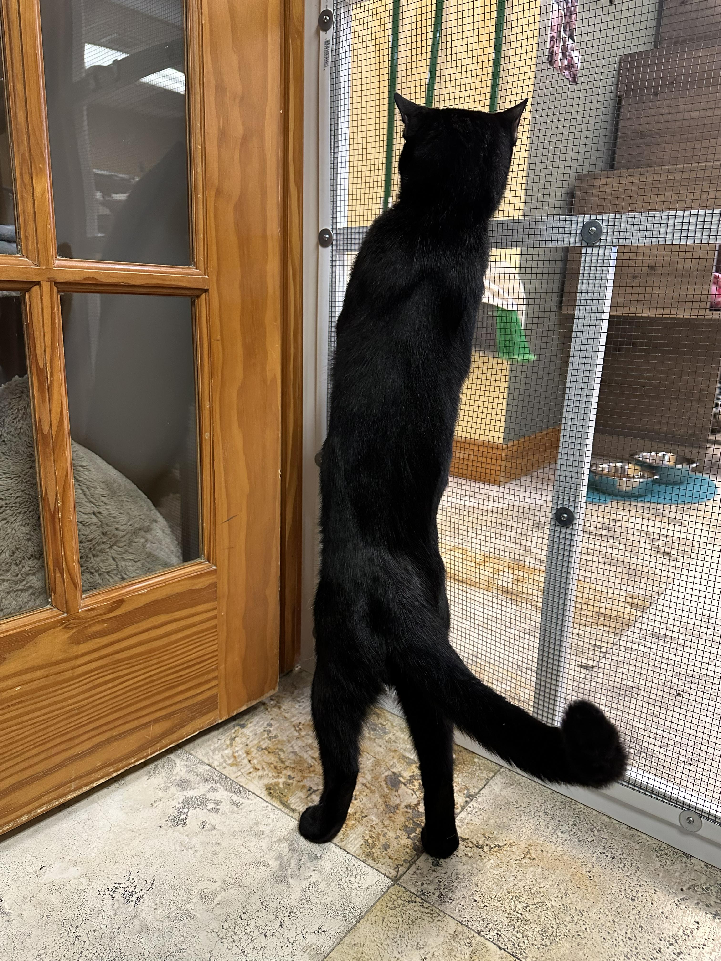 Max, an adopted Domestic Short Hair in Crystal Lake, IL image 2/5