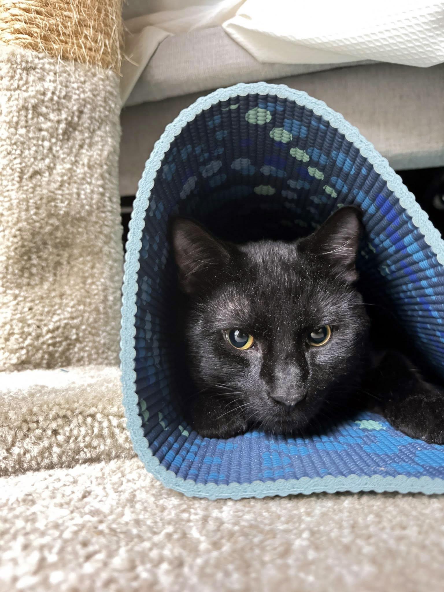 Max, an adopted Domestic Short Hair in Crystal Lake, IL image 4/5