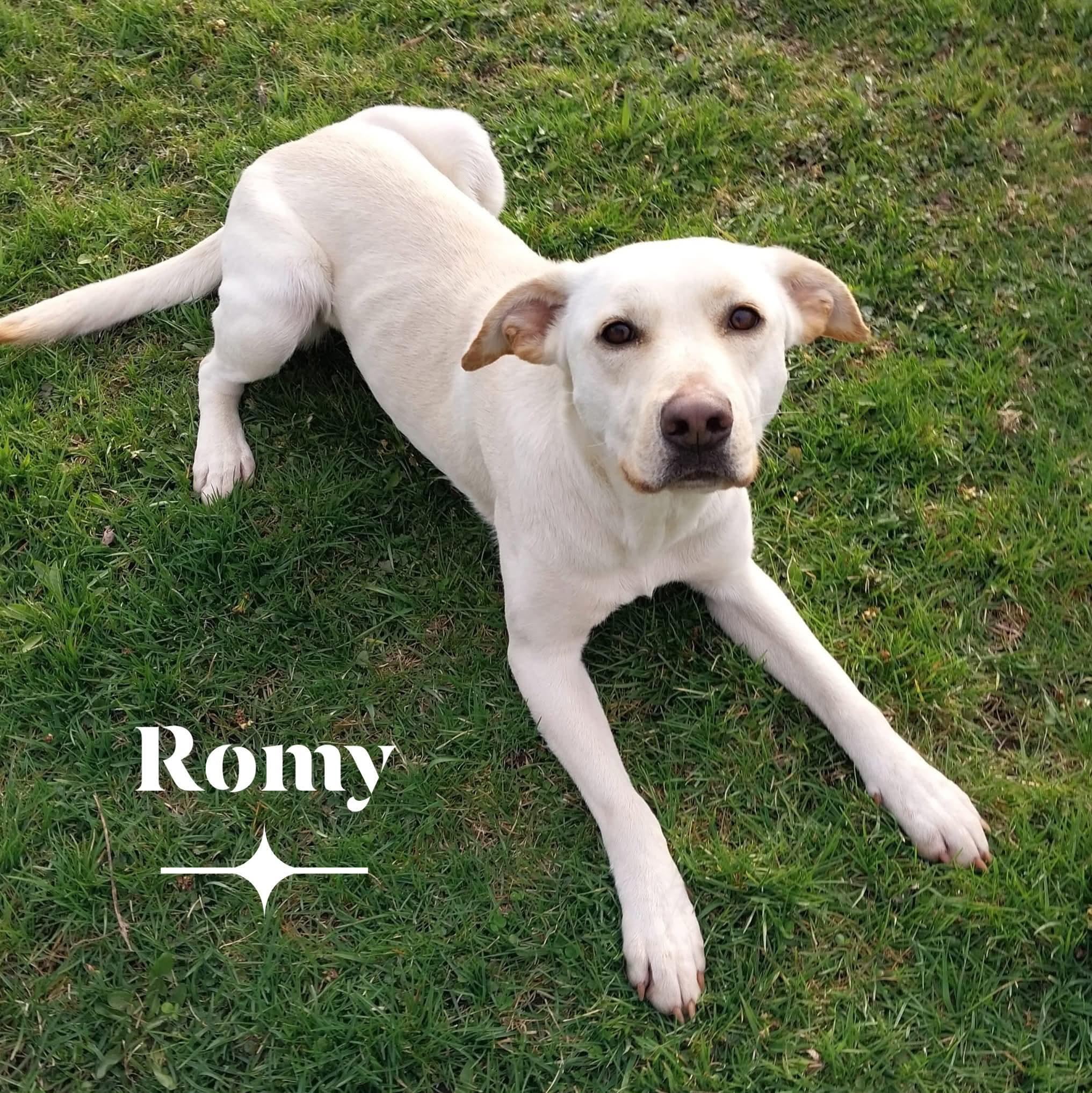 Enlarge Romy, a ADOPTABLE mixed breed in Sturgis, MI image 3/4