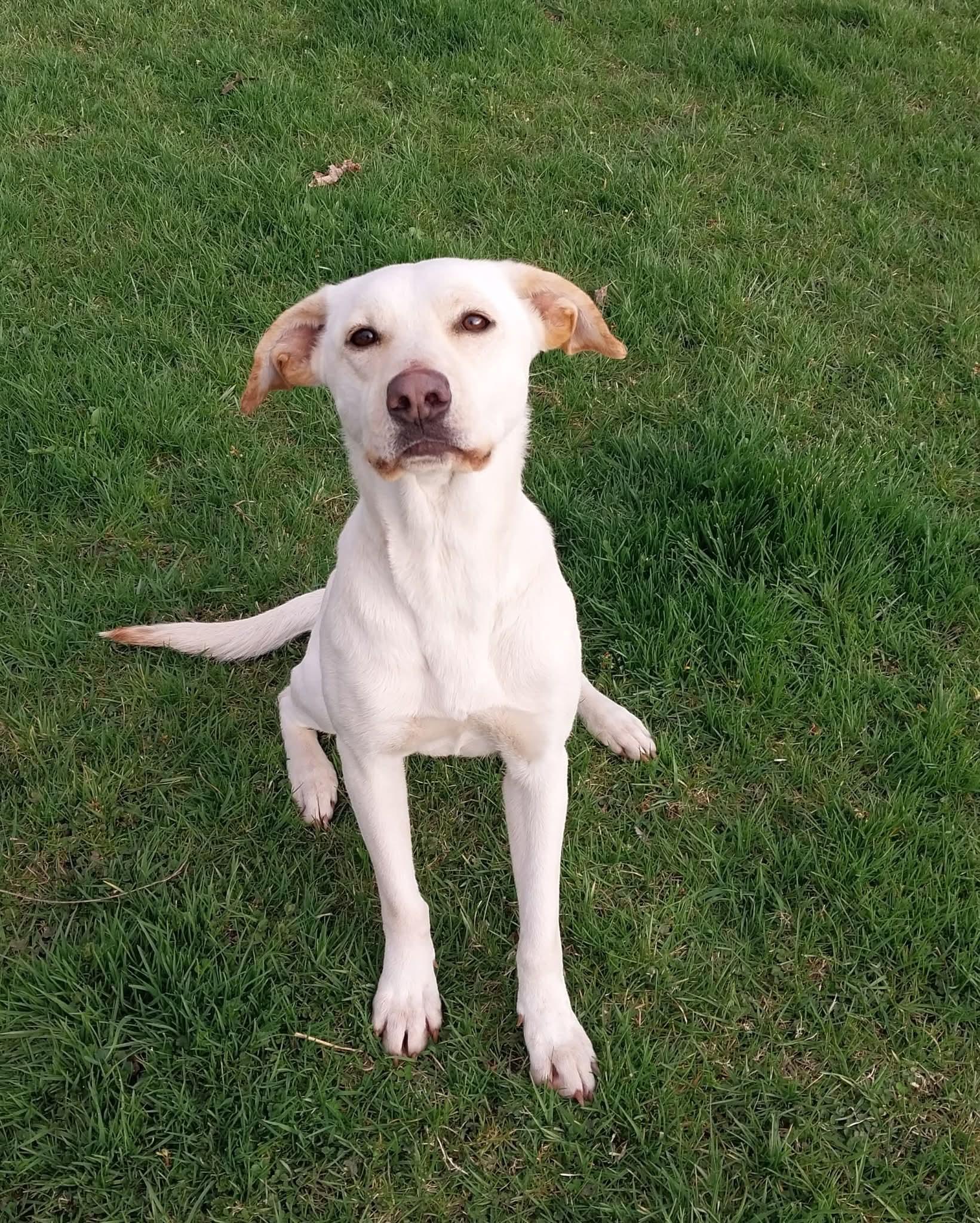 Enlarge Romy, a ADOPTABLE mixed breed in Sturgis, MI image 1/4