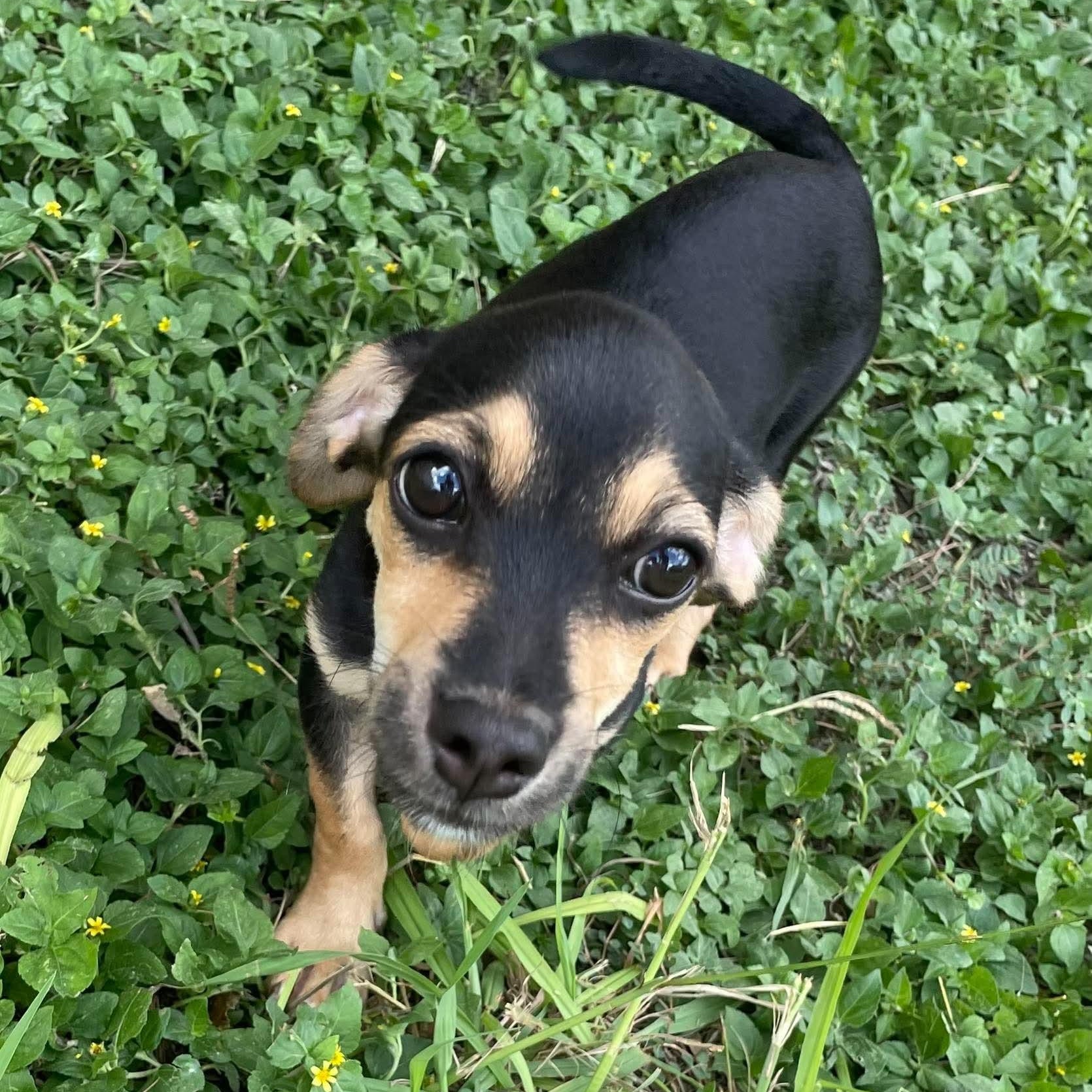 Milo, Adopted, Puppy Male Chiweenie & Miniature Pinscher.