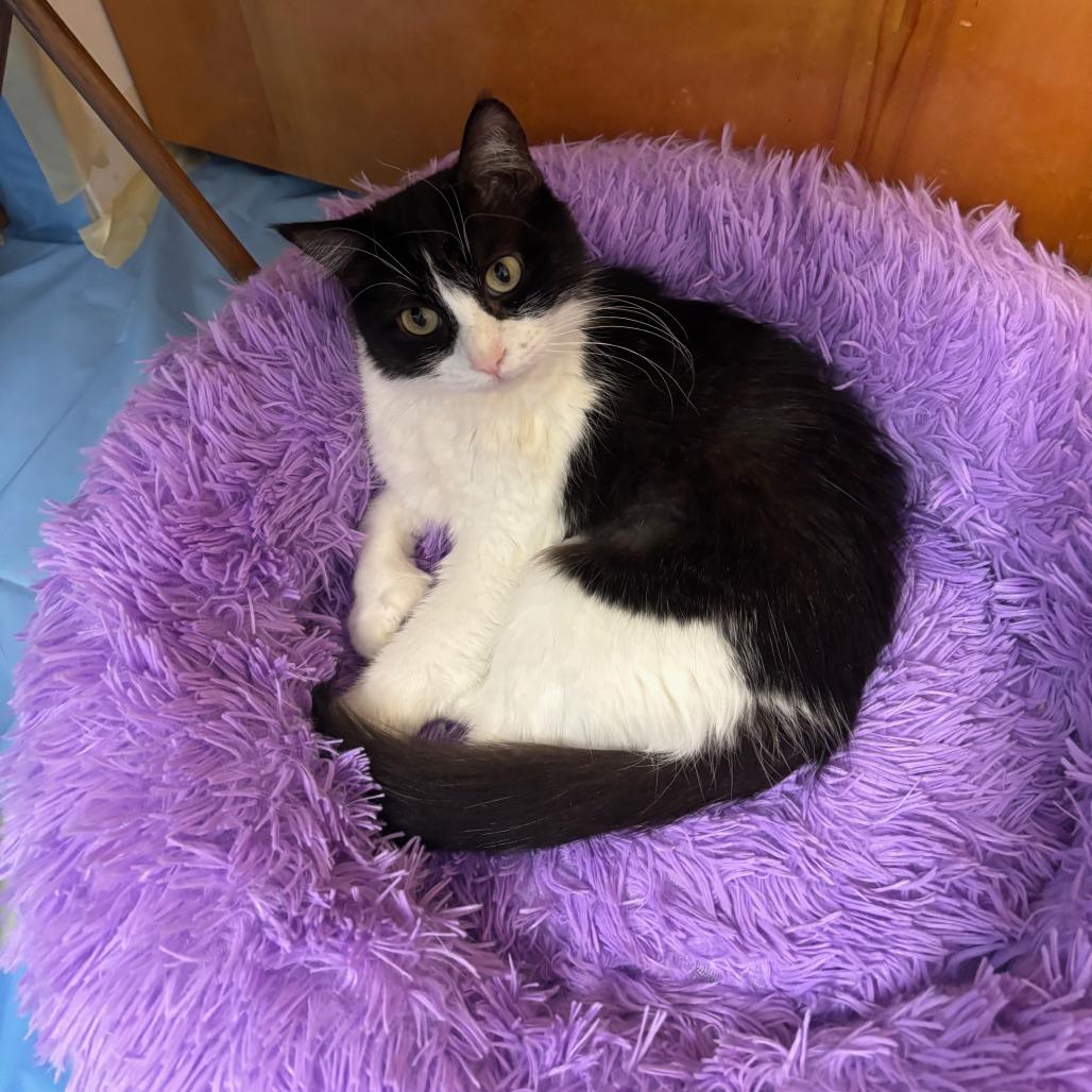 Enlarge Maka, a Adoptable Domestic Short Hair in Salt Lake City, UT image 1/6