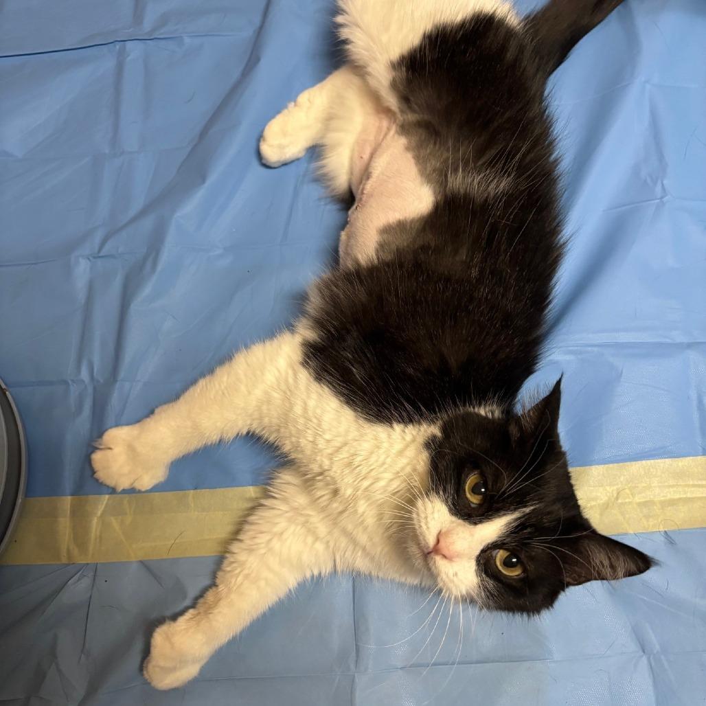 Enlarge Maka, a Adoptable Domestic Short Hair in Salt Lake City, UT image 1/6