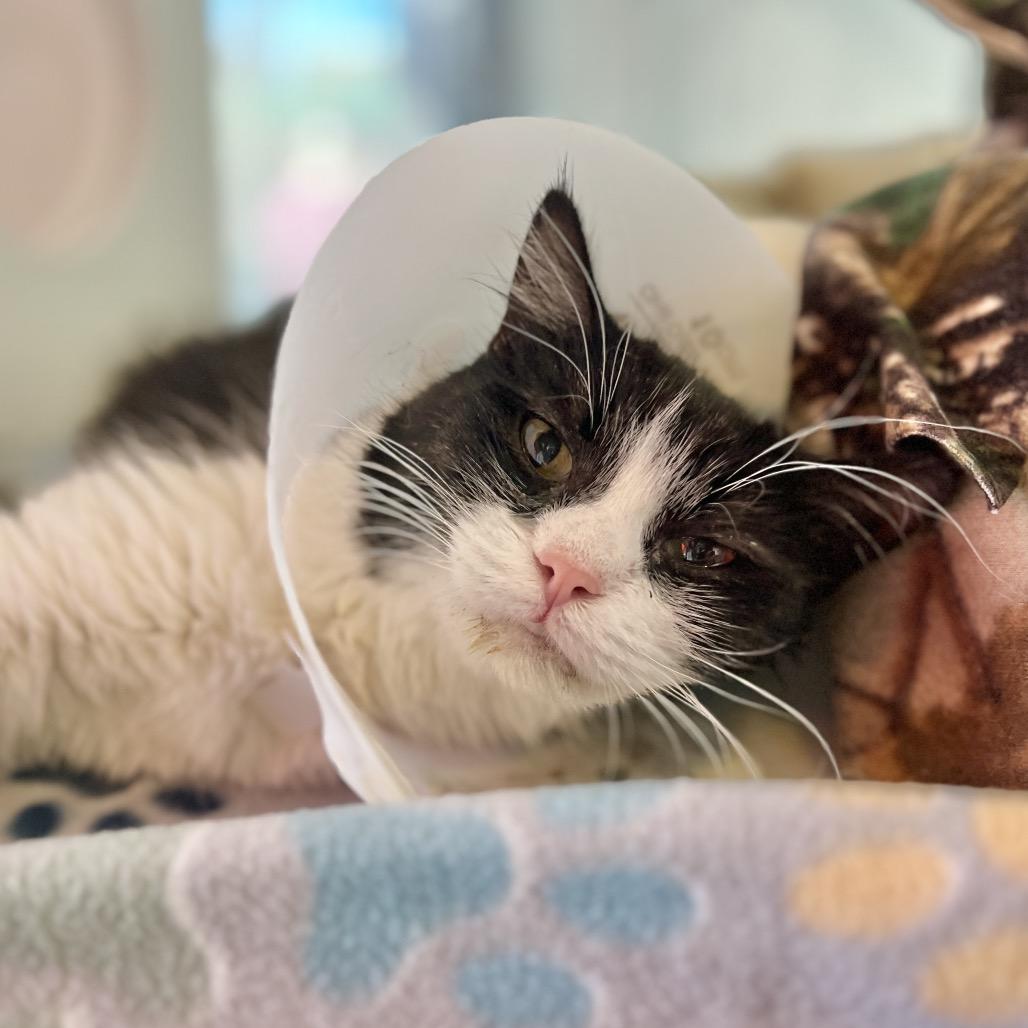 Enlarge Maka, a Adoptable Domestic Short Hair in Salt Lake City, UT image 2/6