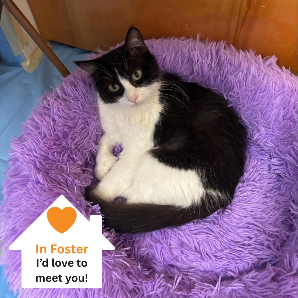 Enlarge Maka, a Adoptable Domestic Short Hair in Salt Lake City, UT image 3/6