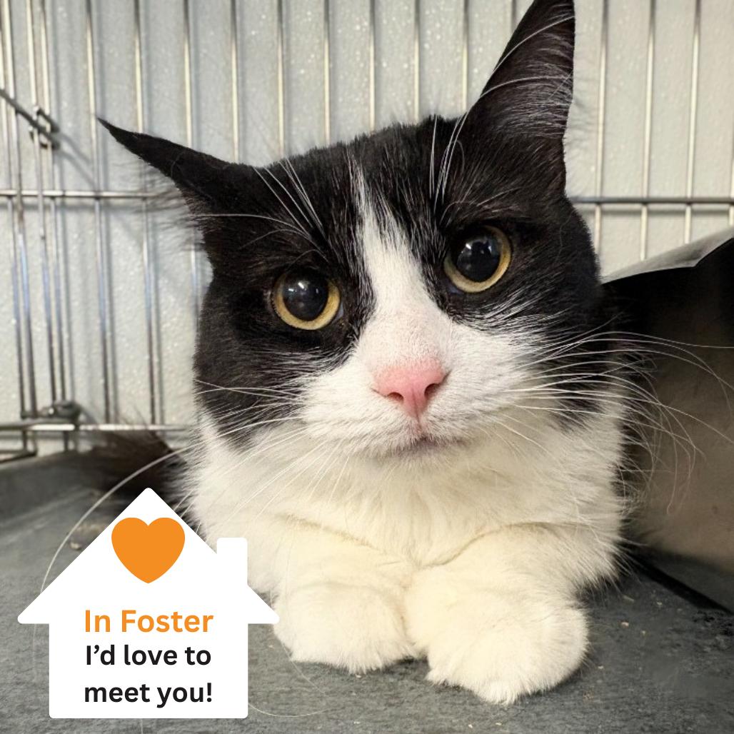 Enlarge Maka, a Adoptable Domestic Short Hair in Salt Lake City, UT image 4/6