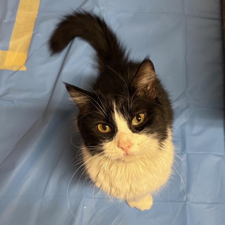 Enlarge Maka, a Adoptable Domestic Short Hair in Salt Lake City, UT image 5/6