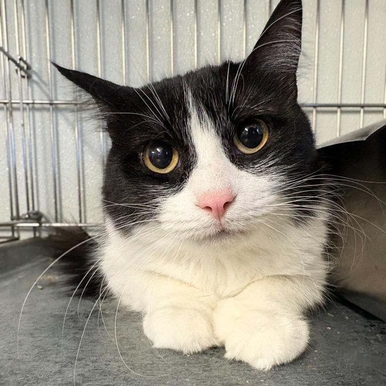 Enlarge Maka, a Adoptable Domestic Short Hair in Salt Lake City, UT image 6/6