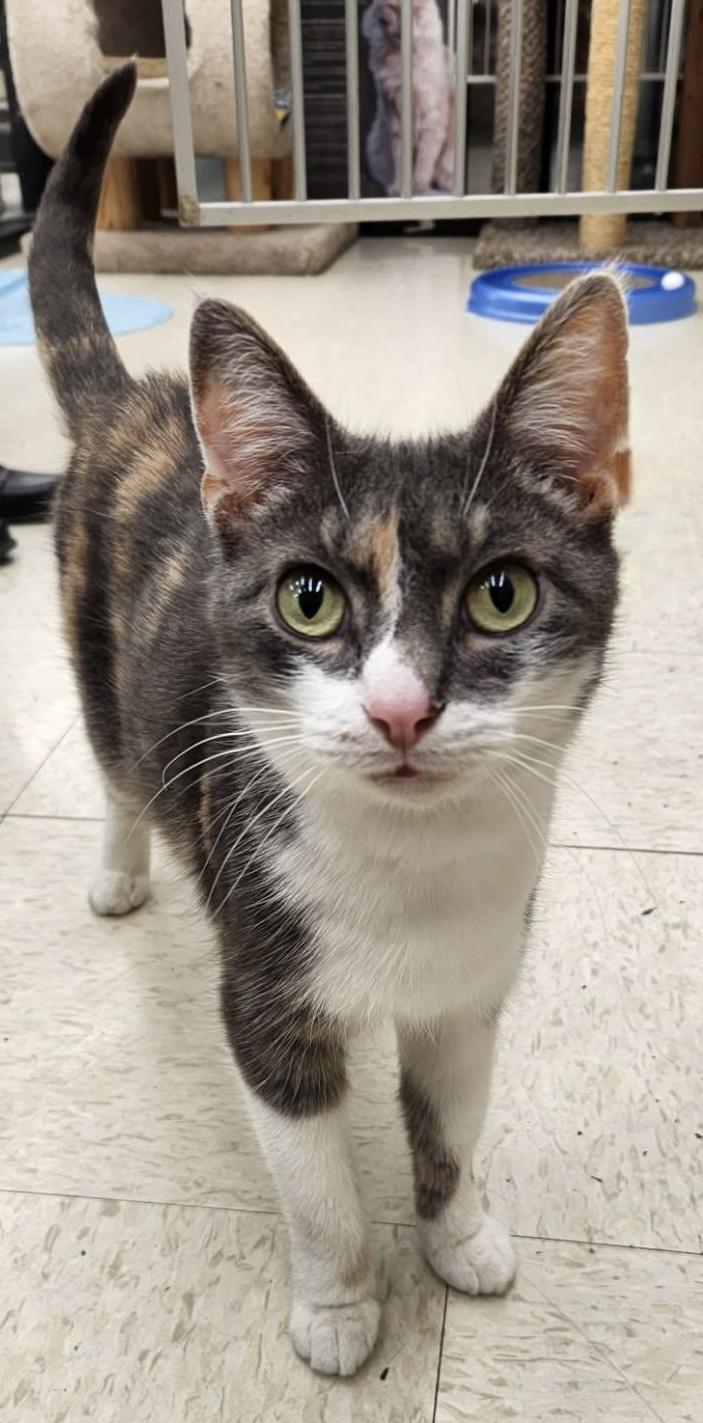 Enlarge Peaches, a ADOPTABLE Domestic Short Hair in Warren, OH image 1/3