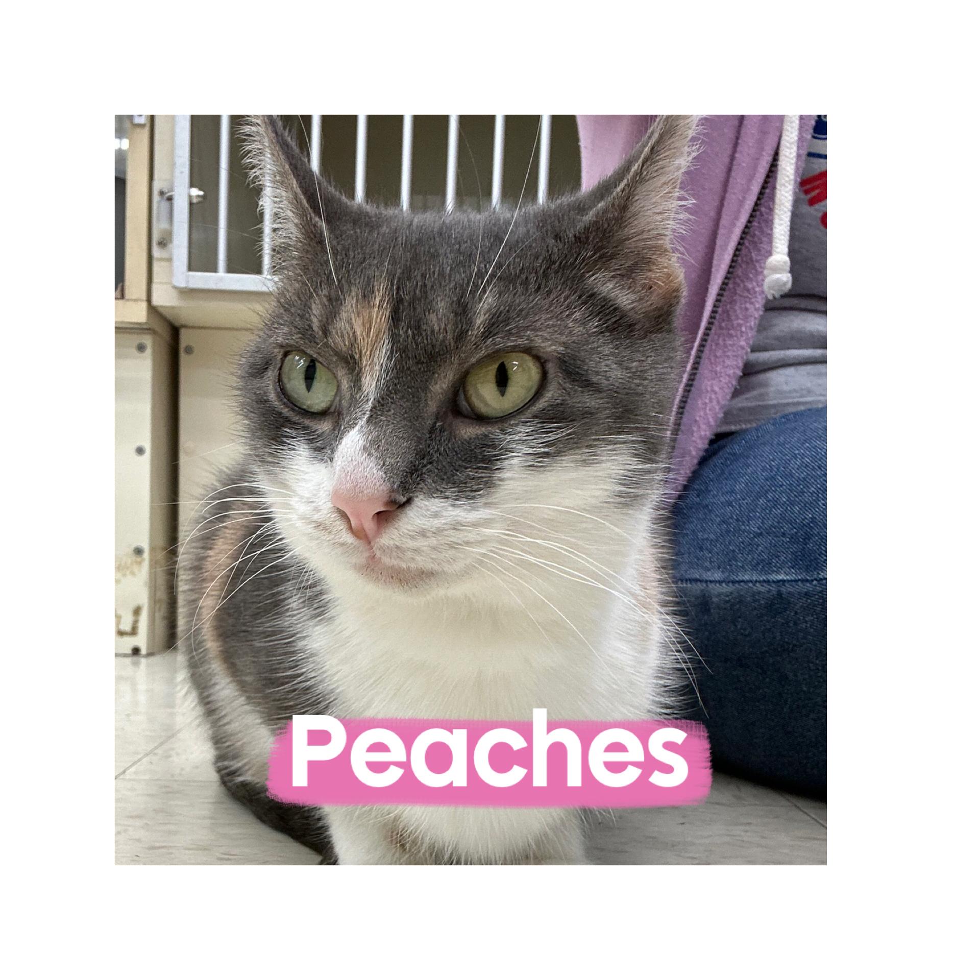 Enlarge Peaches, a ADOPTABLE Domestic Short Hair in Warren, OH image 2/3