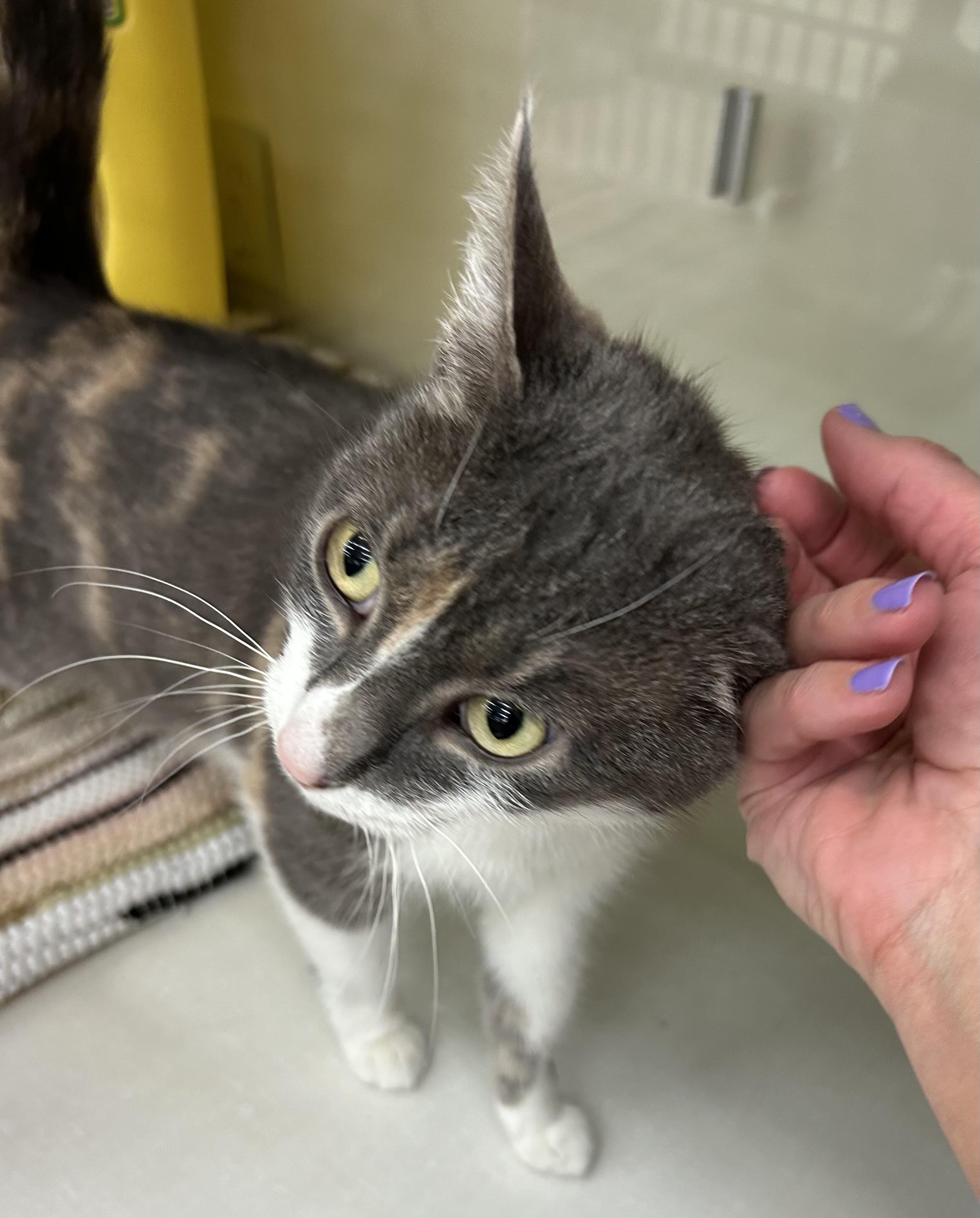 Enlarge Peaches, a ADOPTABLE Domestic Short Hair in Warren, OH image 3/3