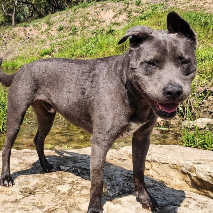 Diesel, Adoptable, Adult Male Pit Bull Terrier & Mixed Breed.