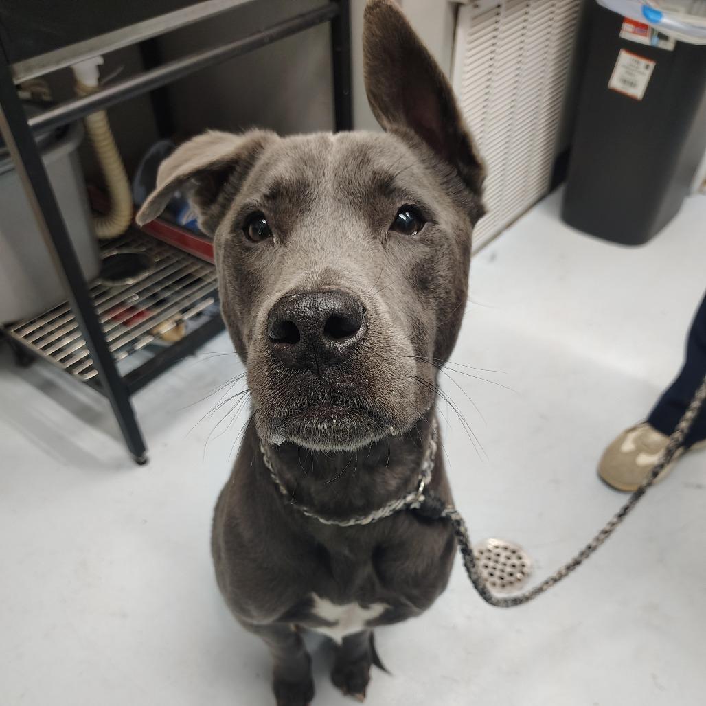 Enlarge Diesel, a Adoptable mixed breed in Springtown, TX image 2/6