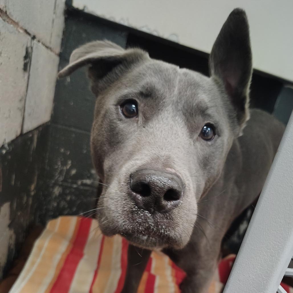 Enlarge Diesel, a Adoptable mixed breed in Springtown, TX image 3/6