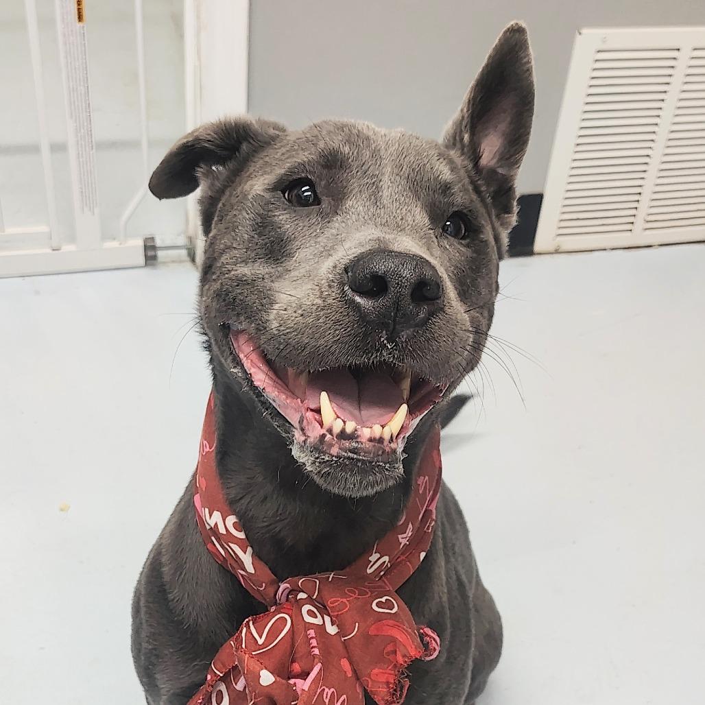 Enlarge Diesel, a Adoptable mixed breed in Springtown, TX image 1/6