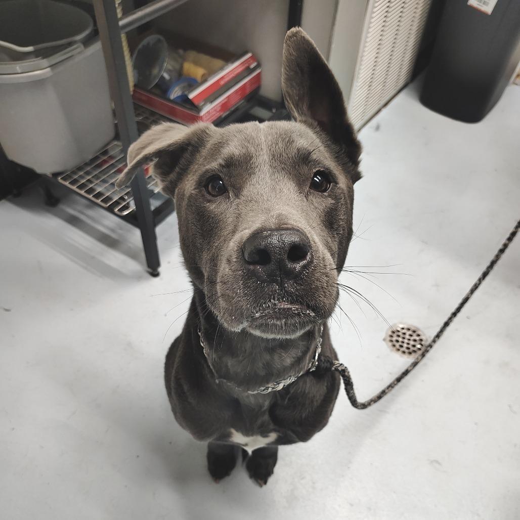 Enlarge Diesel, a Adoptable mixed breed in Springtown, TX image 4/6