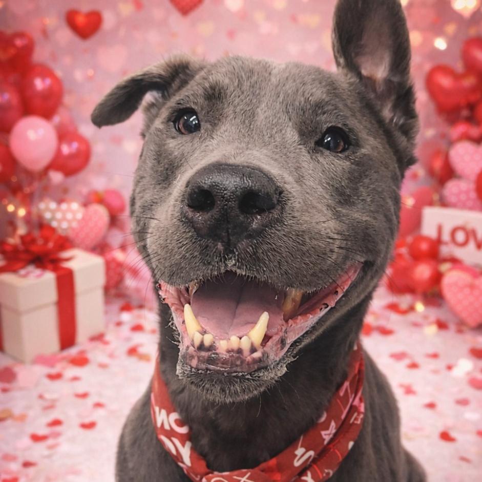 Enlarge Diesel, a Adoptable mixed breed in Springtown, TX image 2/6