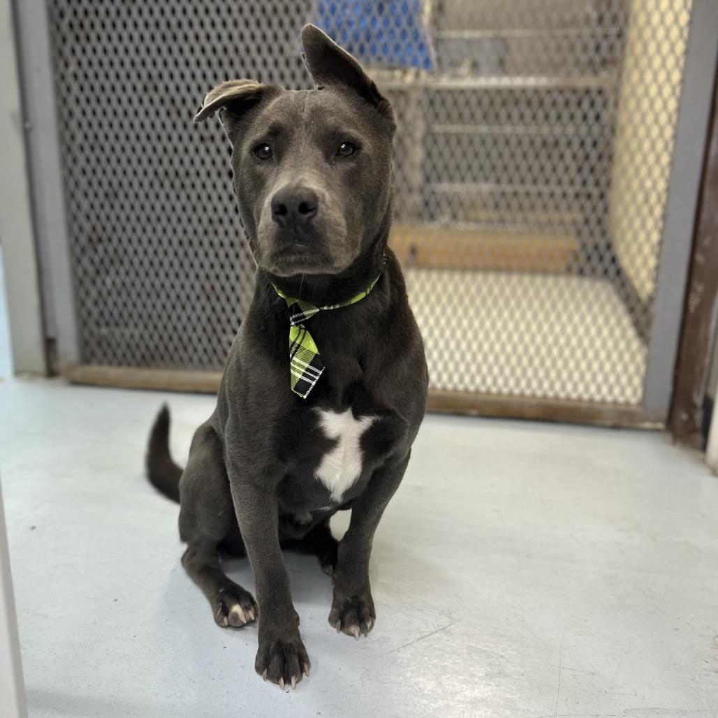 Diesel, a Adoptable mixed breed in Springtown, TX image 3/6