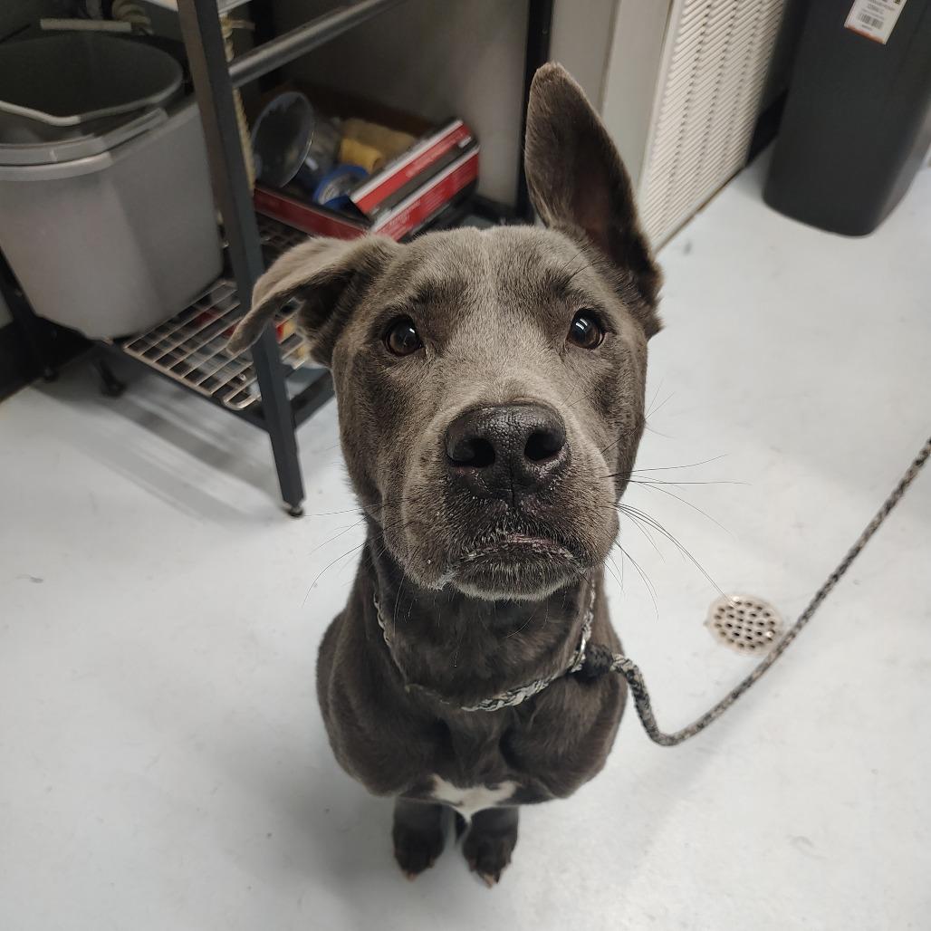 Enlarge Diesel, a Adoptable mixed breed in Springtown, TX image 5/6