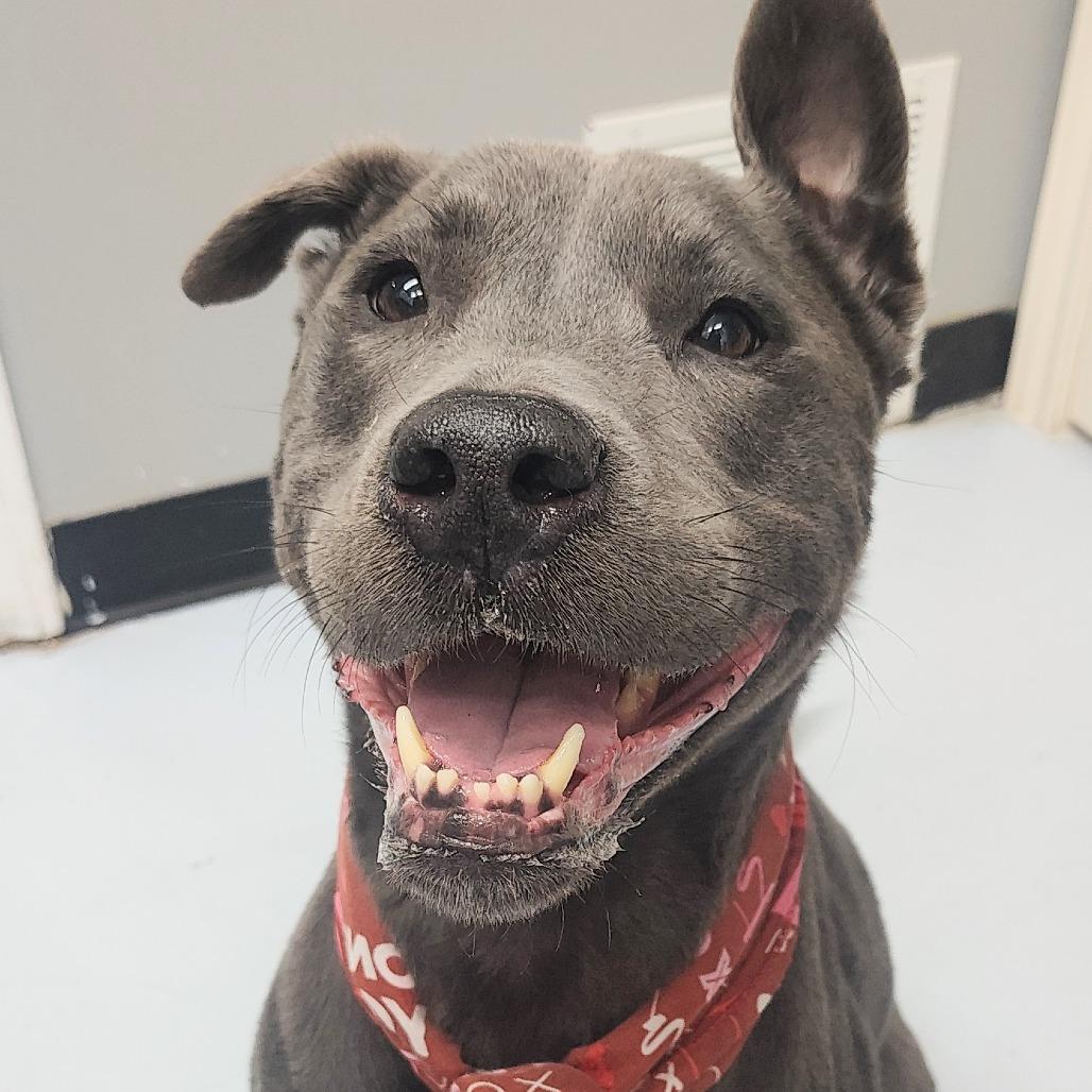 Enlarge Diesel, a Adoptable mixed breed in Springtown, TX image 4/6
