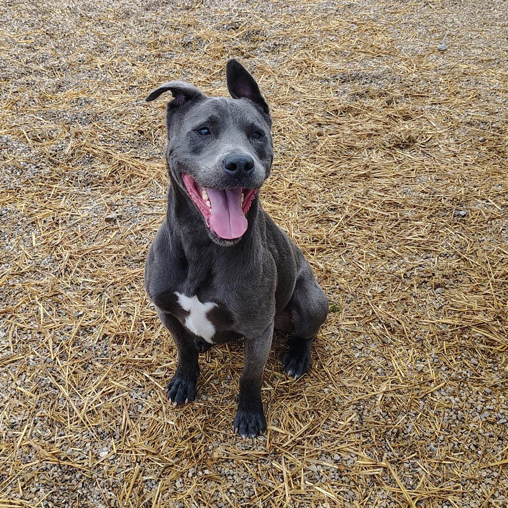 Enlarge Diesel, a Adoptable mixed breed in Springtown, TX image 5/6