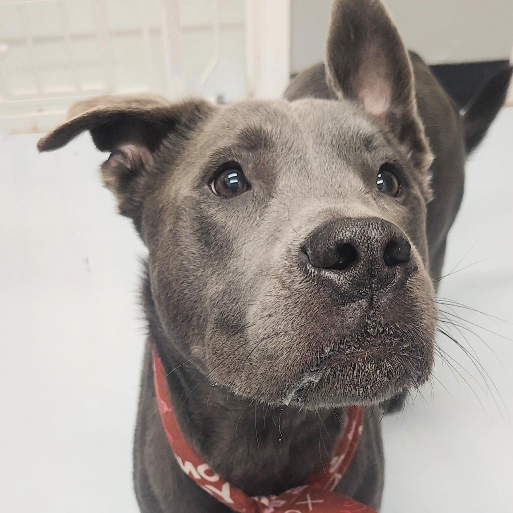 Enlarge Diesel, a Adoptable mixed breed in Springtown, TX image 6/6