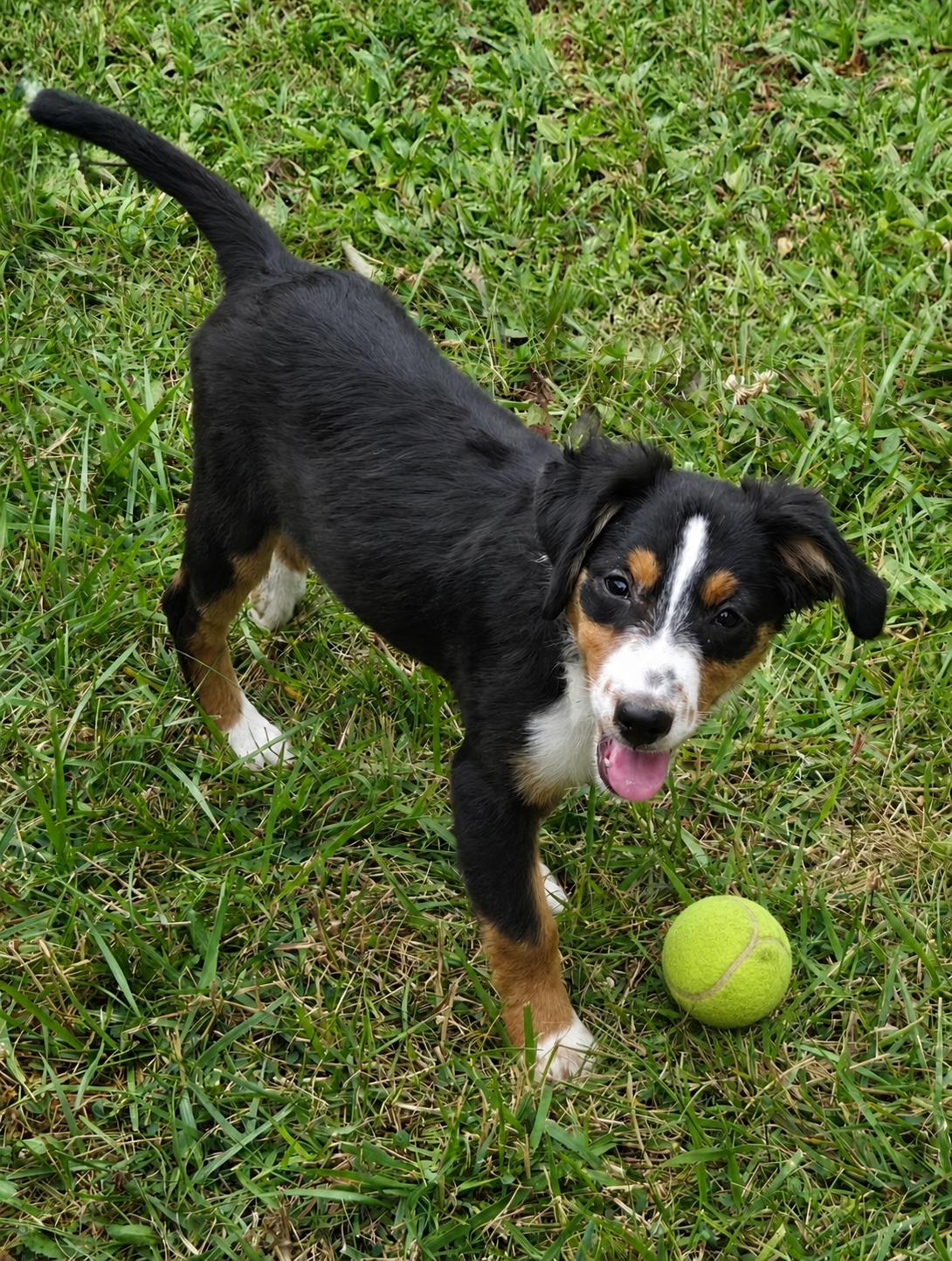Enlarge BLACKI, a Adoptable mixed breed in Lamar, SC image 2/5