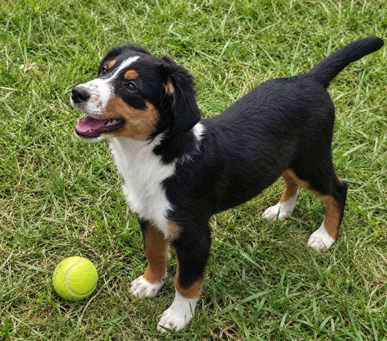 Enlarge BLACKI, a Adoptable mixed breed in Lamar, SC image 3/5