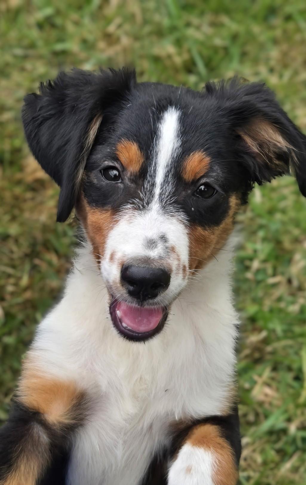 Enlarge BLACKI, a Adoptable mixed breed in Lamar, SC image 1/5