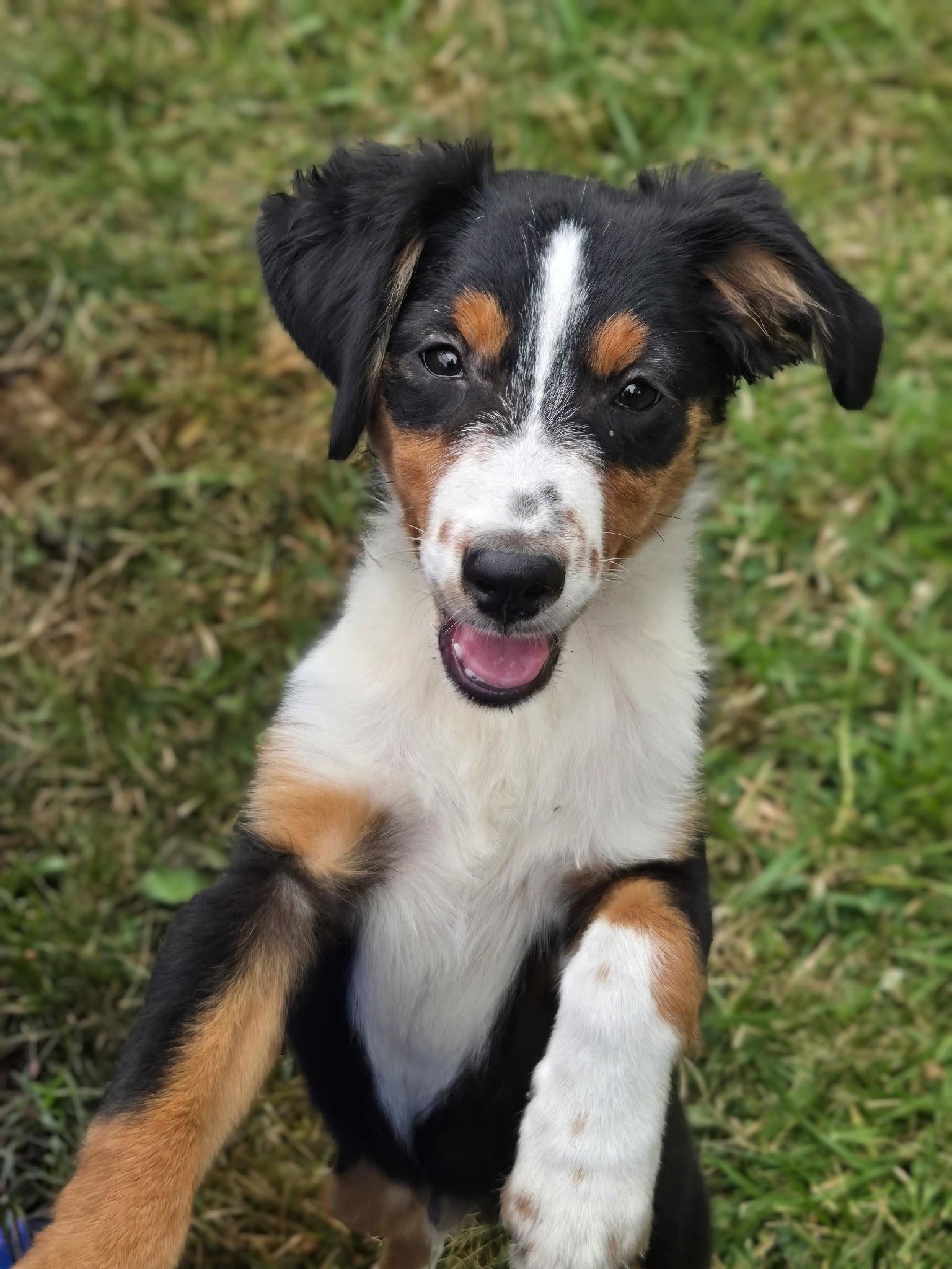 Enlarge BLACKI, a Adoptable mixed breed in Lamar, SC image 4/5