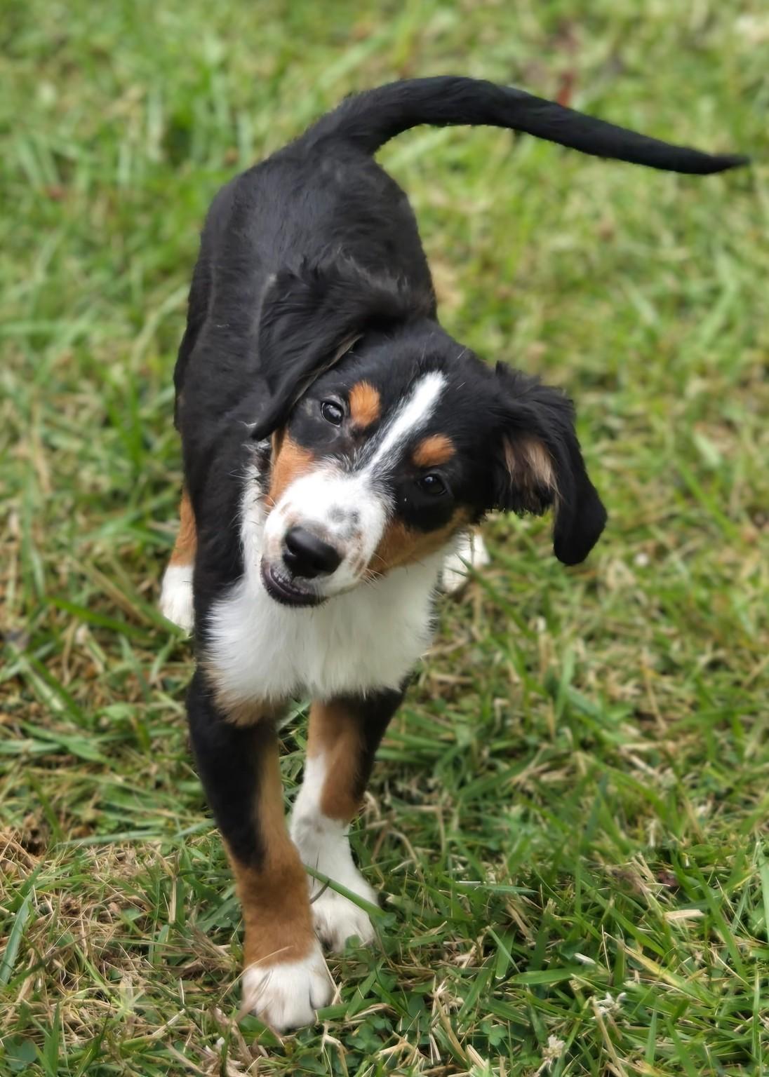 Enlarge BLACKI, a Adoptable mixed breed in Lamar, SC image 5/5