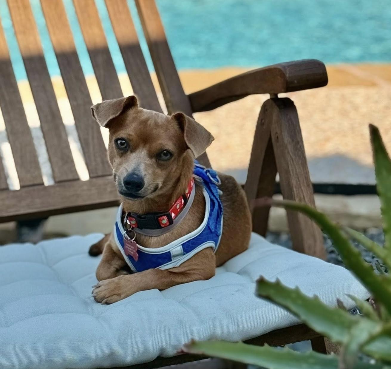 David, adopted, Adult Male Chihuahua.